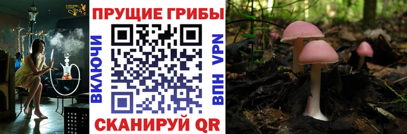 закладки  Кирс  Псилоцибиновые грибы Cubensis 